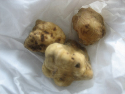 BIANCHETTO TARTUFO